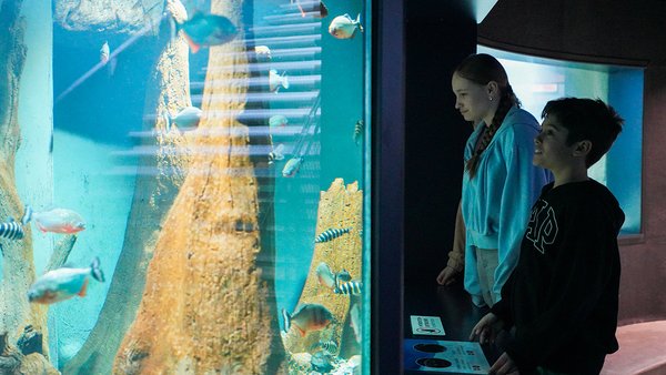 The children are amazed by the fish.