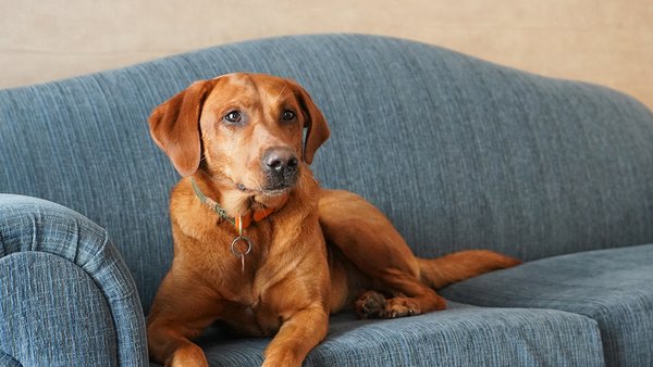 Un chien confortablement allongé sur un lit blanc, partiellement couvert par une couverture, représentant le Forfait 'Pitou'.