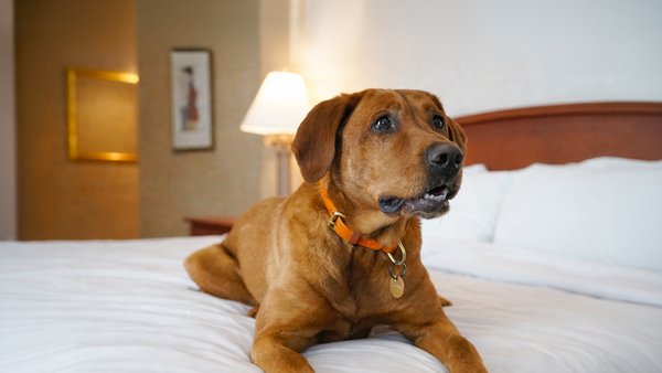 Un chien confortablement allongé sur un lit blanc, partiellement couvert par une couverture, représentant le Forfait 'Pitou'.
