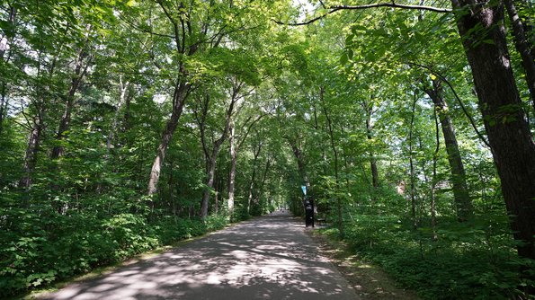 Sentier ombragé bordé d'arbres au parc du Bois-de-Coulonge.